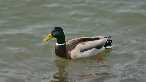 duck playing in the water