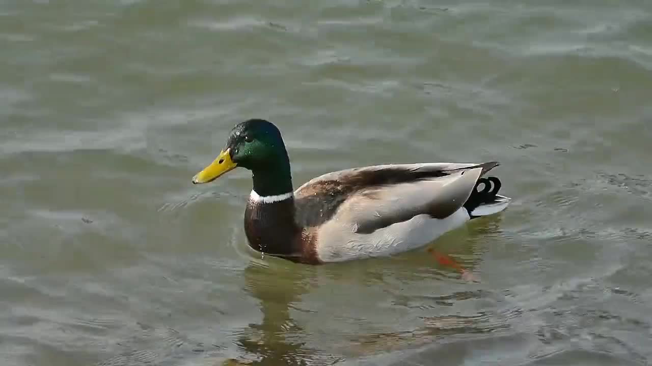 duck playing in the water