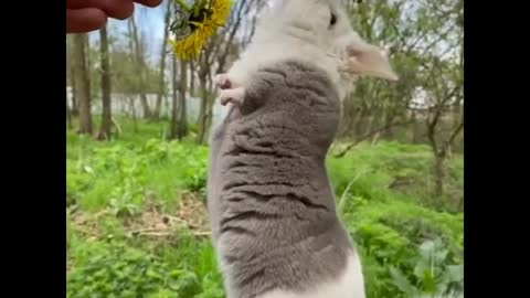 Beautiful Animals video Compilation cute moment of the animals _ Beautiful Animals.