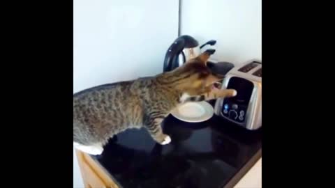 Cat make breakfast