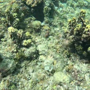 Snorkeling Adventures Philippines: Live Corals are an amazing sight in this perfectly clear water!