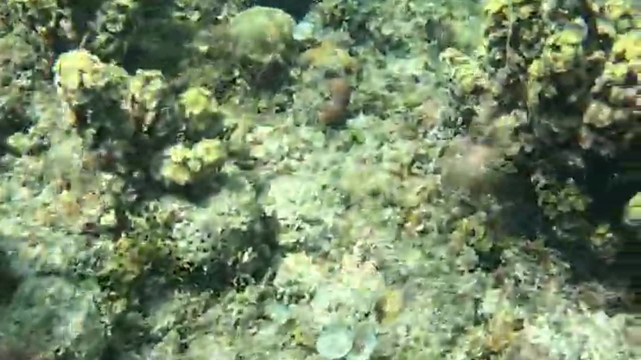 Snorkeling Adventures Philippines: Live Corals are an amazing sight in this perfectly clear water!