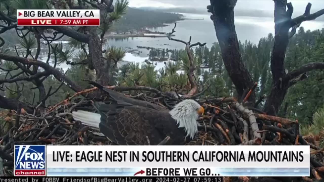 Eagle Jackie laid 3 EGGS