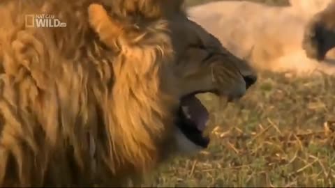 lion laugh