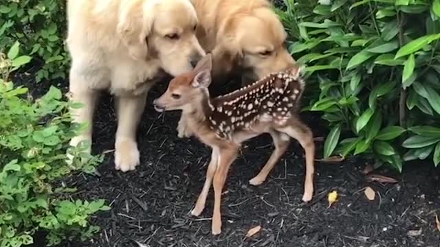 Cute Labrador puppies