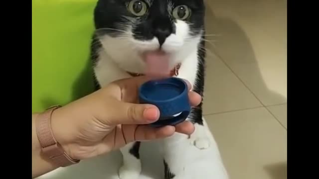 Funny cats makes you laugh Budda