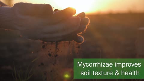 MycoMaxx Soil Health