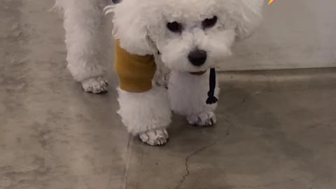 Too sleepy Bichon
