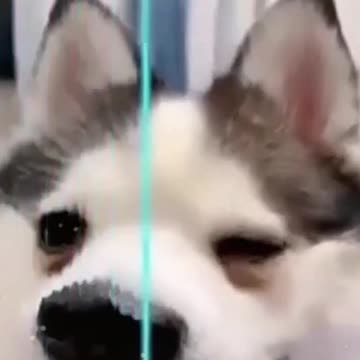Funny Dog Filter 😍 So Cute 😍