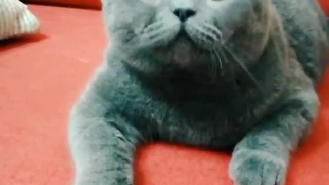 The reason why cats are so fascinating