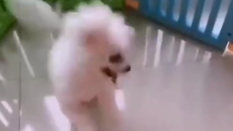 cute puppy dancing