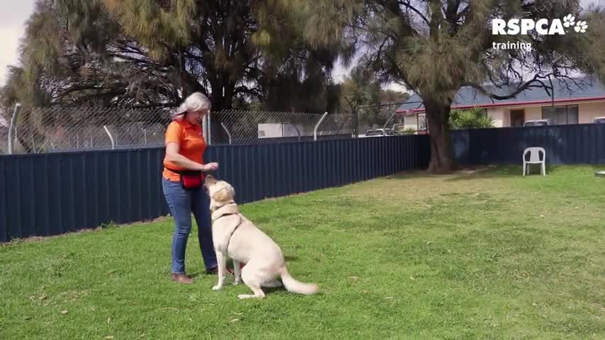 Free dog training, getting your dog to sit