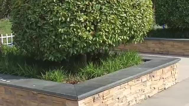 Singing voice bird call