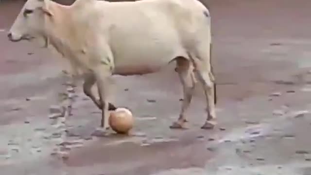 Cow 🐮 playing football 😂