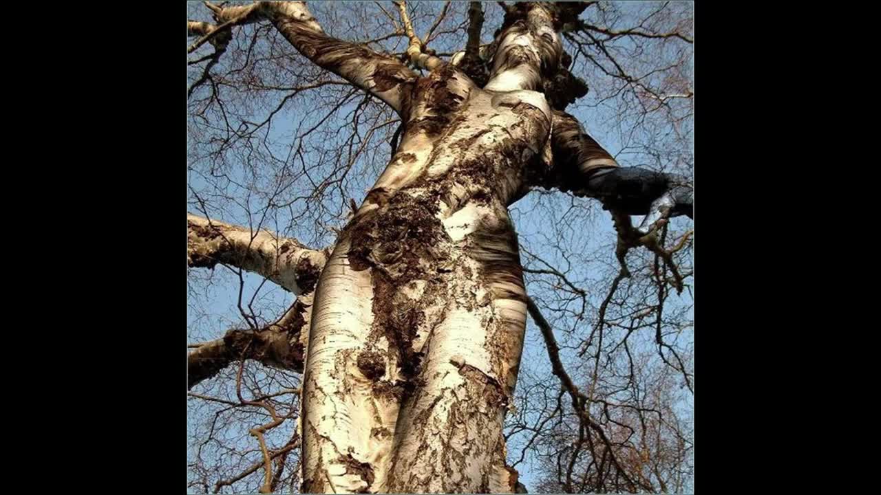 Reptilian Shapeshifters can Imitate Trees - FrequencyFence