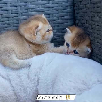 Baby Cats - Cute and Funny Cat Videos #cat#tiktok#shorts