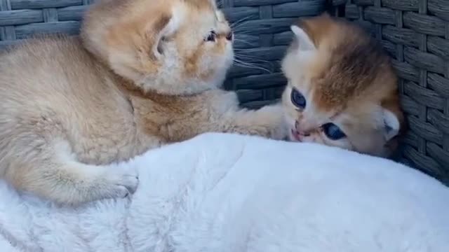 Baby Cats - Cute and Funny Cat Videos #cat#tiktok#shorts