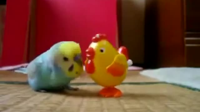 Parrot talking to chicken