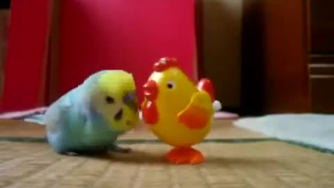 Parrot talking to chicken