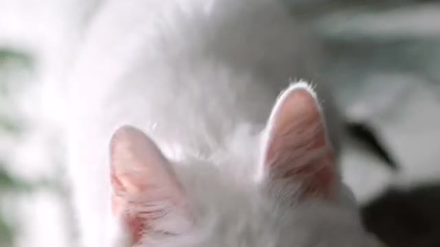 cute cats