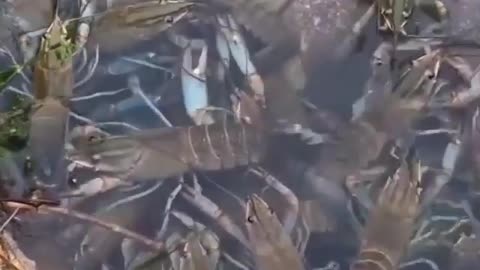 freshwater lobster in the river