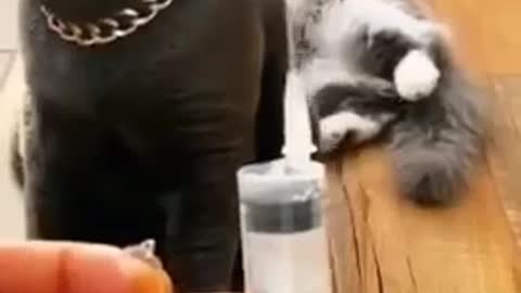 Cats dogs funny