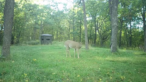 Pair 8pt bucks meet