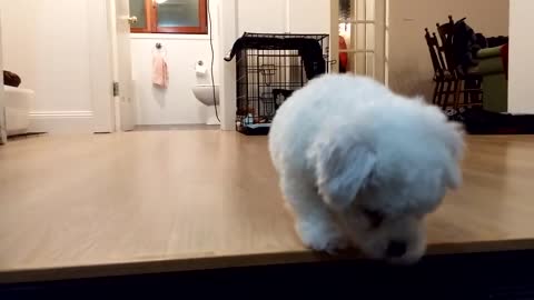 Bichon_Frisé_Puppy_Barking ,🐕