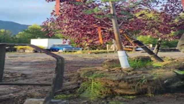 tree farm pulling an order