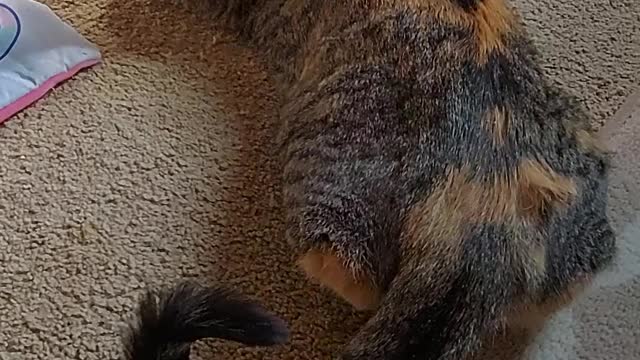 My Older cat adopted my younger kitten