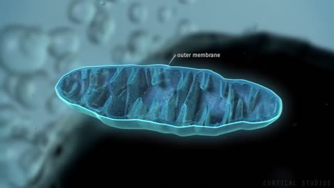 How The Body's Mitochondria Produce Energy for the Body