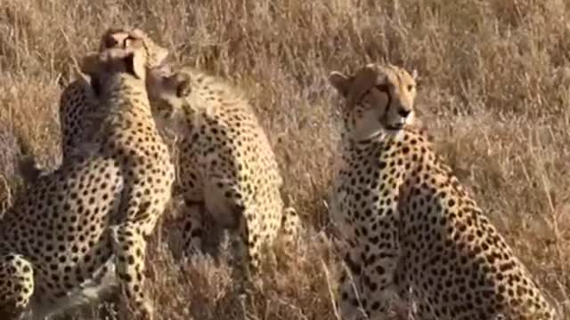 Leopards are powerful big cats|Leopard cubs are born with barely visible spots.