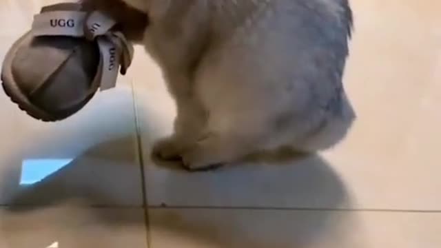 This is to steal my shoes!