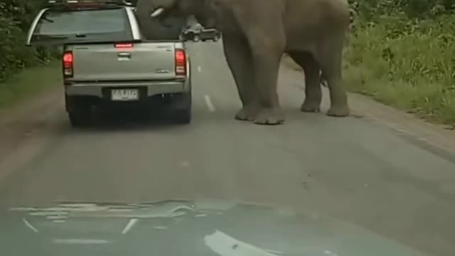 angry elephant attack