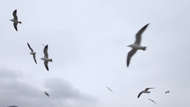 Seagulls / closeup