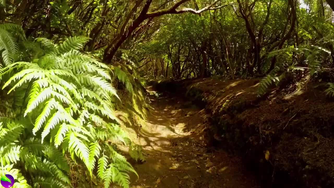 Jungle Relaxing Piano Music (Wind, Trees and Birds Sounds)