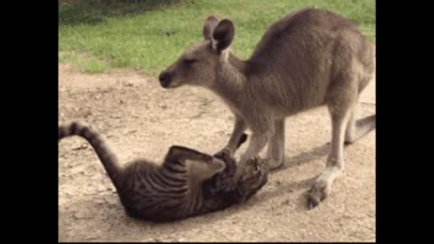 Gif video of kangaroo massage