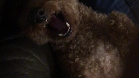 Daisy the toypoodle