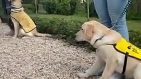 his 5-month-old future service dog is so excited to go to his puppy class