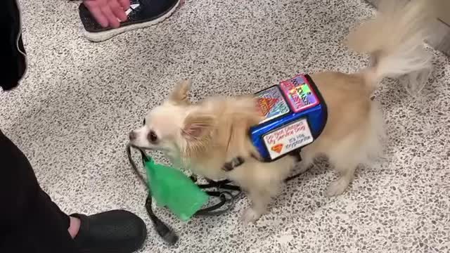 Service dog