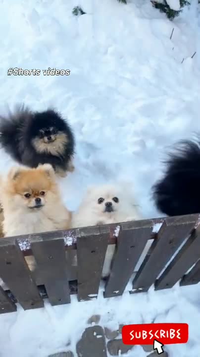 Dog best dance video