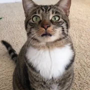 Funny and Cute Cat Singing| LOL