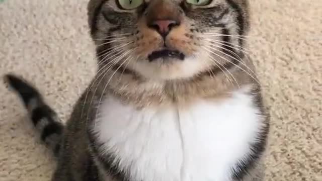 Funny and Cute Cat Singing| LOL