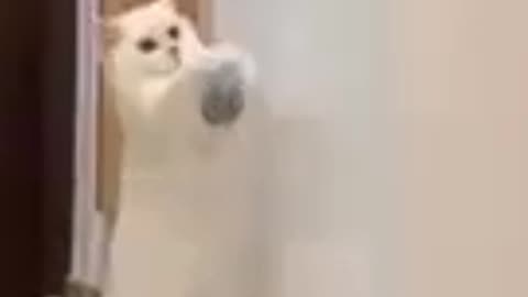 Funny cats | funny | funny animals| funny pets | funny animals club | funny cat video