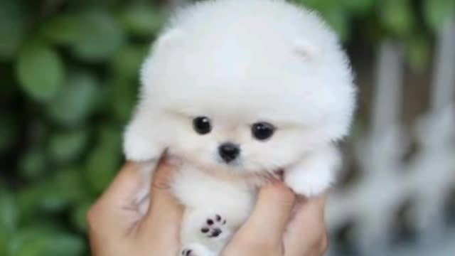 Baby dogs -cut and funy dog video compilation aww animals