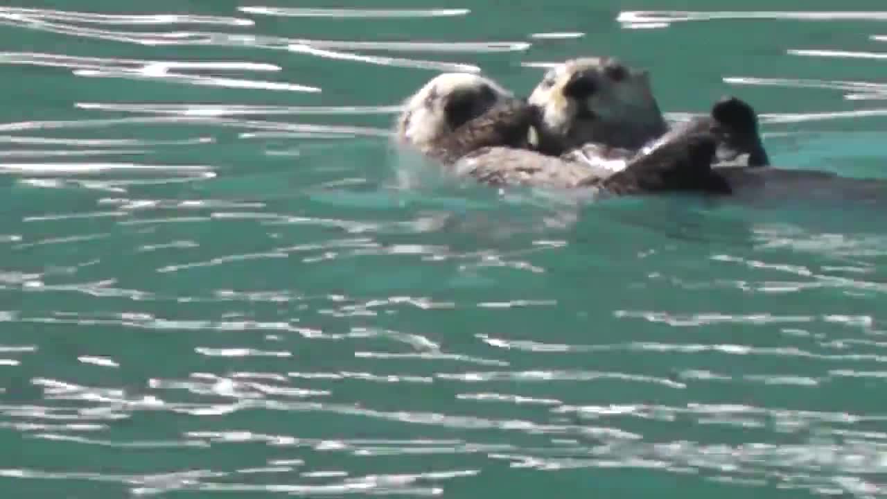 CUTE OTTER VIDEO | #5