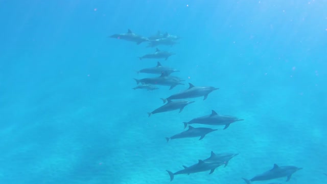 Dolphin fish swimming underwater in herd 7