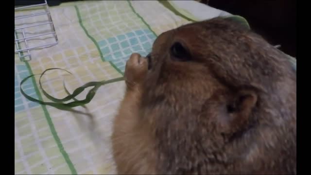 Belyashik plays with grass and eats it