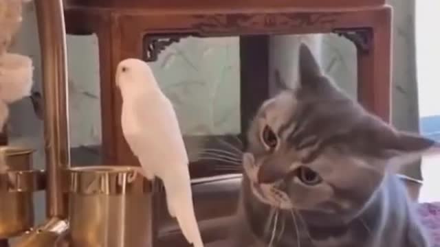 Funniest Animals - Best Of The 2022 Funny Animal Videos #36