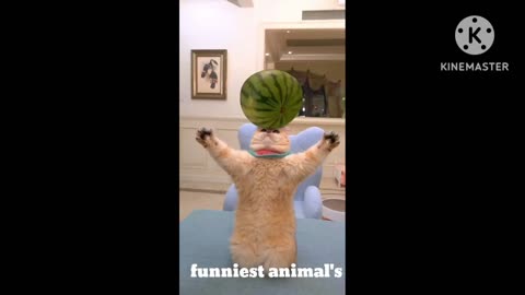 The funniest animal's